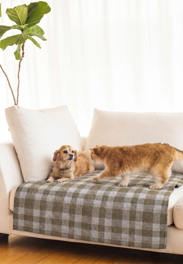 A beige sofa in a bright room with a green and white plaid blanket draped over it, with a dog lying on the left side and a cat standing on the right side.